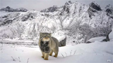 Elusive Pallas’ cat caught on camera for first time in Arunachal